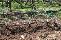 �ʐ^�F���̋��ɖ��߂�ꂽ�r�[���r