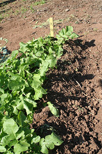 �ʐ^�F�앨�ɖ��D