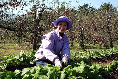 �ʐ^�F�_��Ƃɗ�ފ݂���