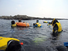 �ʐ^�F�V���m�[�P�����O���y���ގq�ǂ�����