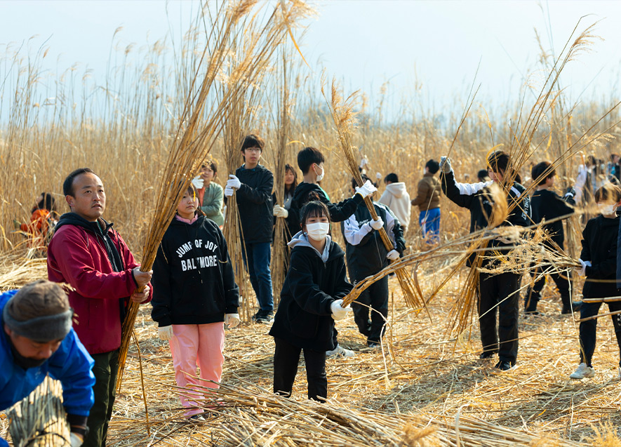 子どもたちとヨシ刈り