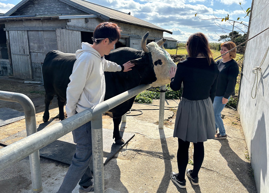 闘牛とふれあい体験の様子