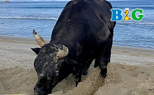 離島での暮らしを体験しませんか　お試し移住体験事業（鹿児島県天城町）