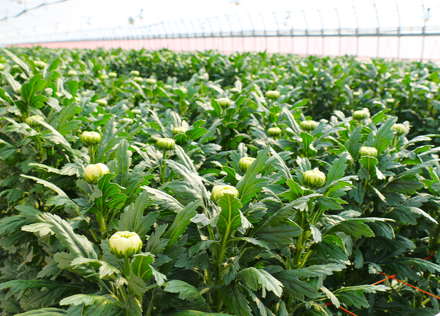 菊（施設栽培）