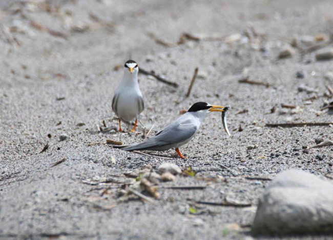 絶滅危惧種のコアジサシが産卵、子育てできるよう、大崎わんぱーく海洋
クラブをはじめ、地域一体となって保護活動などを実施している。